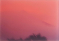 El Teide rose